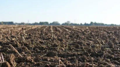 Восени розсипте цей порошок по городу — і наступного року врожай картоплі й томатів вас здивує - фото