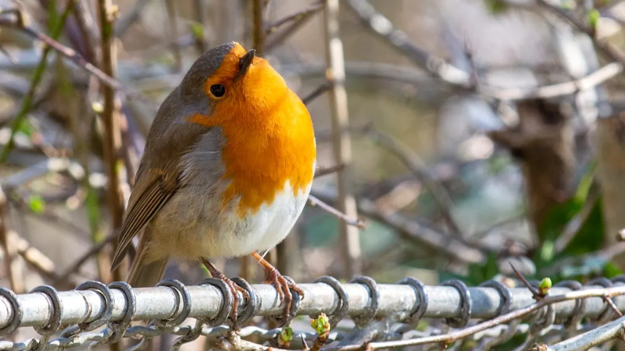 Початок тижня ще потішить українців погодою, - синоптикиня Діденко 