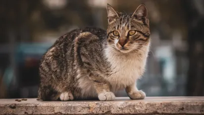 "Попереду дощі, сніг і похолодання": прогноз погоди на 19 листопада  - фото