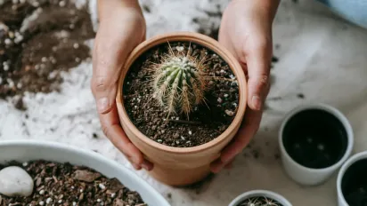 Як правильно поливати кактуси взимку і восени: поради квітникарів - фото