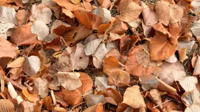 Наближається антициклон: синоптикиня розказала, чого чекати від останніх днів осені - фото