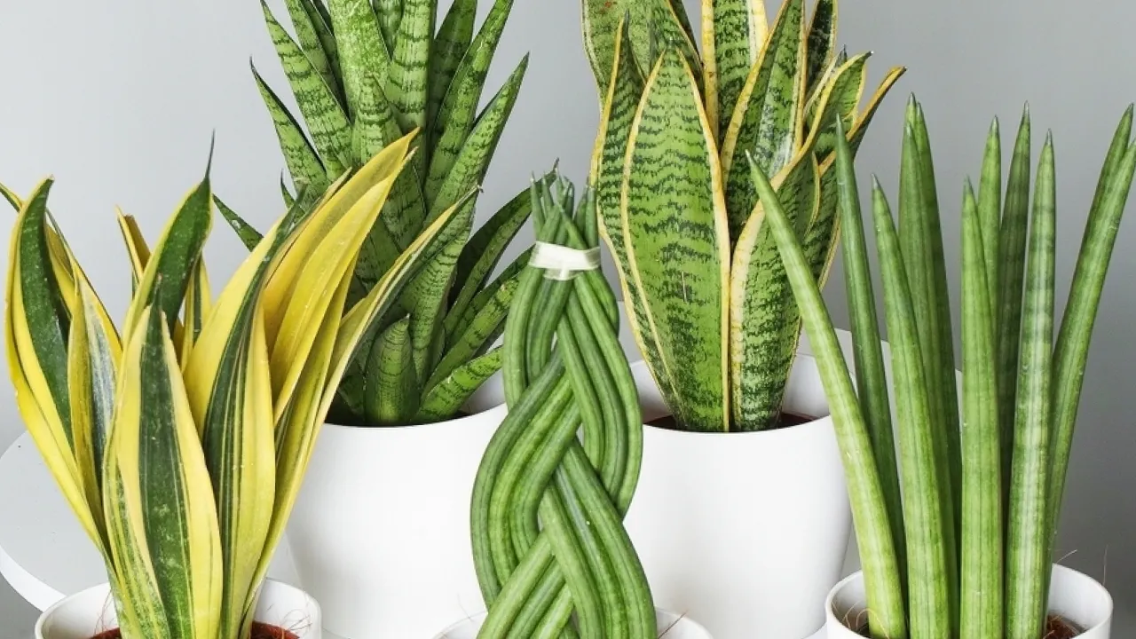 Як і коли можна пересаджувати "тещин язик": поради від експертів 