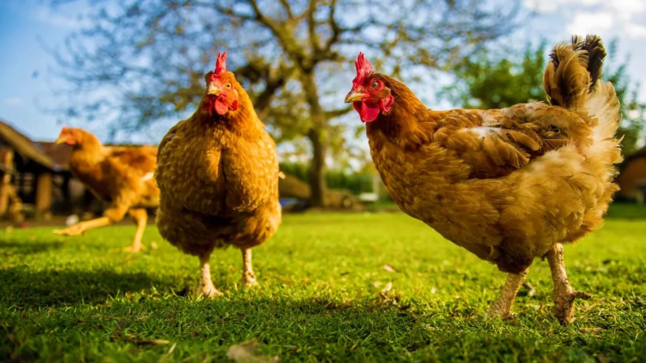 Чим годувати курей взимку, щоб добре неслися: пошкодуєте, що не знали цього раніше 