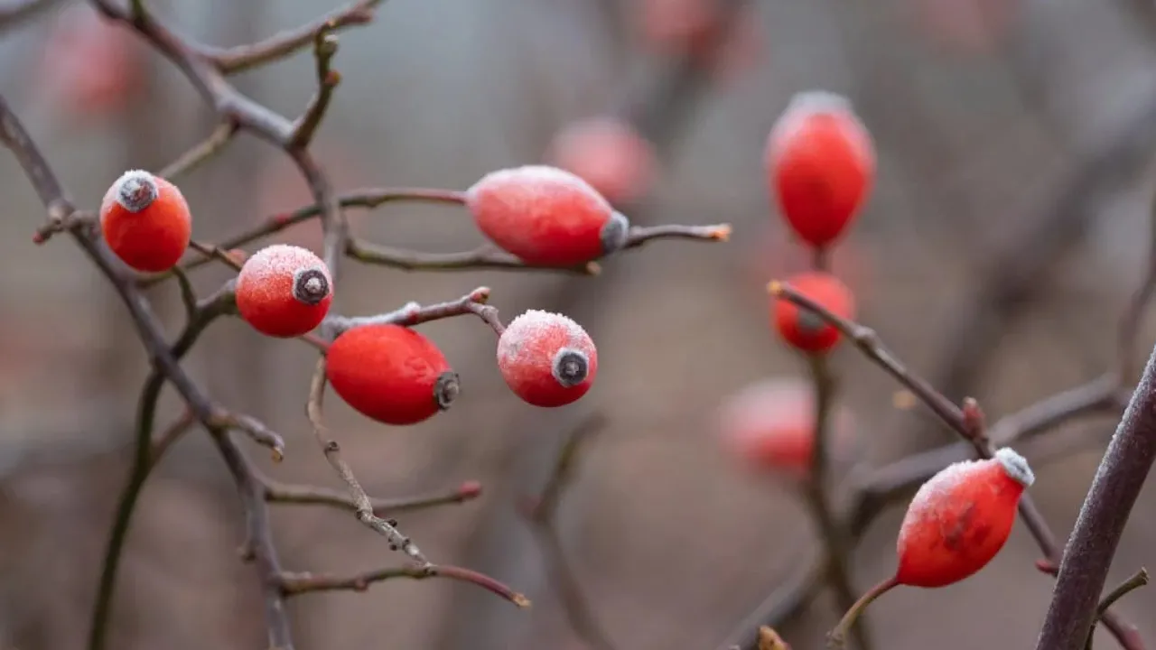 Перед вихідними по всій Україні помітно похолоднішає: прогноз на 22 листопада 