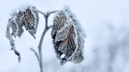 До України йде зимова негода зі снігом, вітром та ожеледицею: прогноз синоптиків - фото