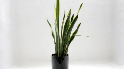 Чому треба витирати пил із кімнатних рослин: 2 основні причини - фото