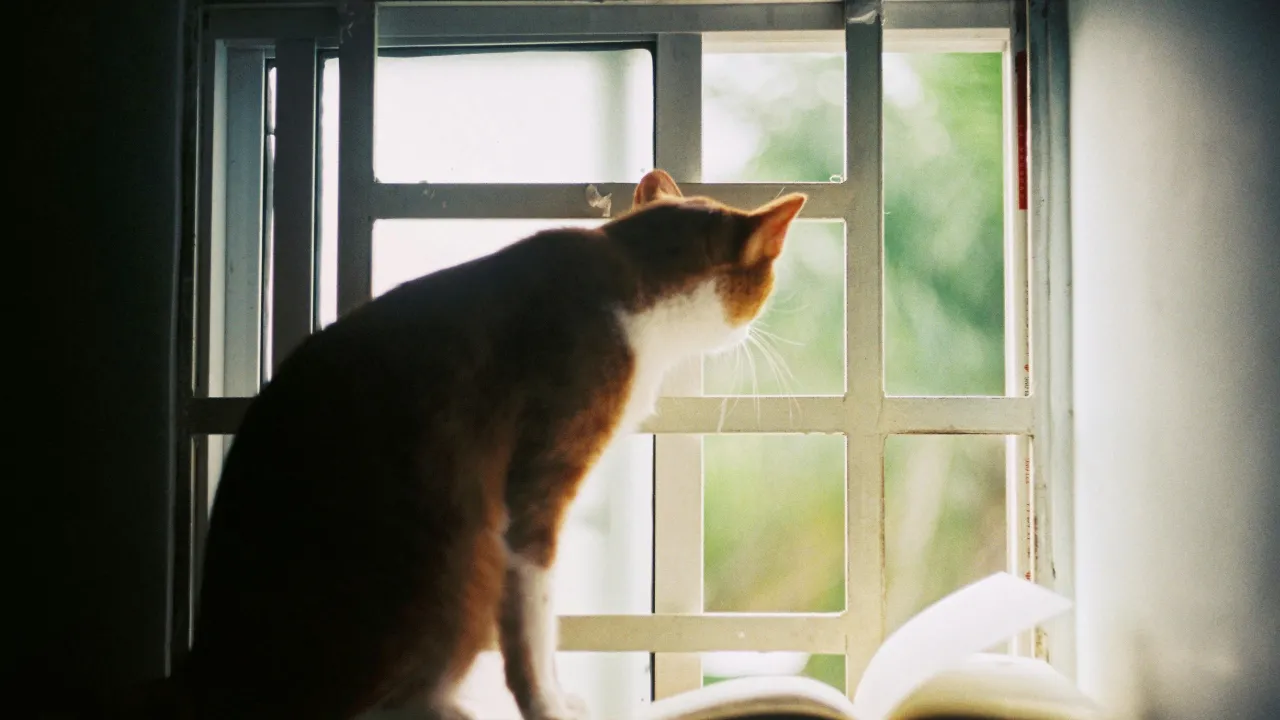 Викинула з 8 поверху: у Києві суд покарав жінку за вбивство кота 