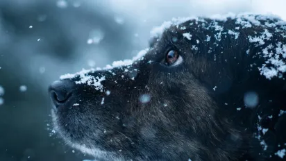 Хмарно, мокрий сніг та ожеледиця: прогноз погоди в Україні на 24-25 листопада - фото