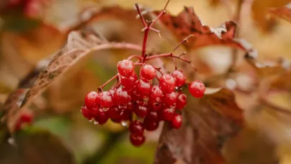 5 смачних та корисних рецептів з калини на зиму - фото