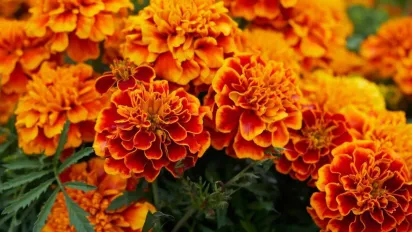 Навіщо закопувати чорнобривці на городі: хитрість досвідчених дачників - фото