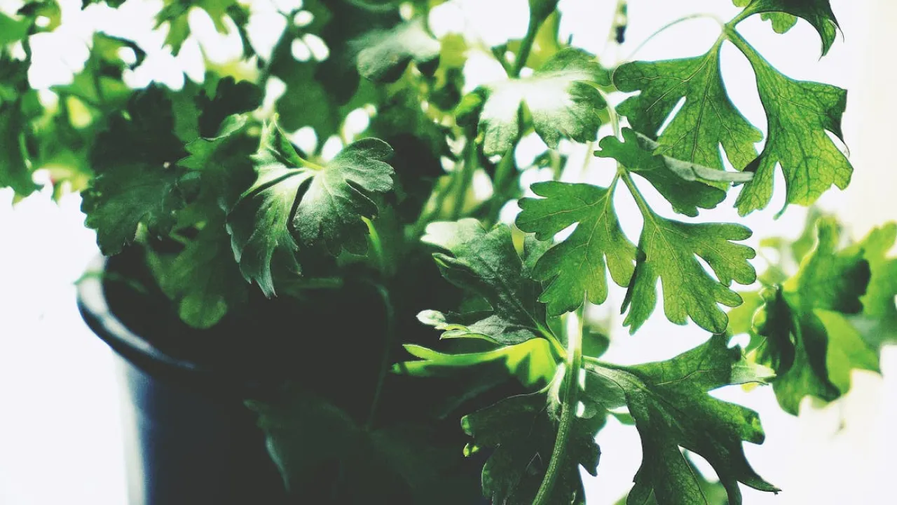 Грядка на підвіконні: найпростіша у догляді зелень, яку можна виростити у квартирі 