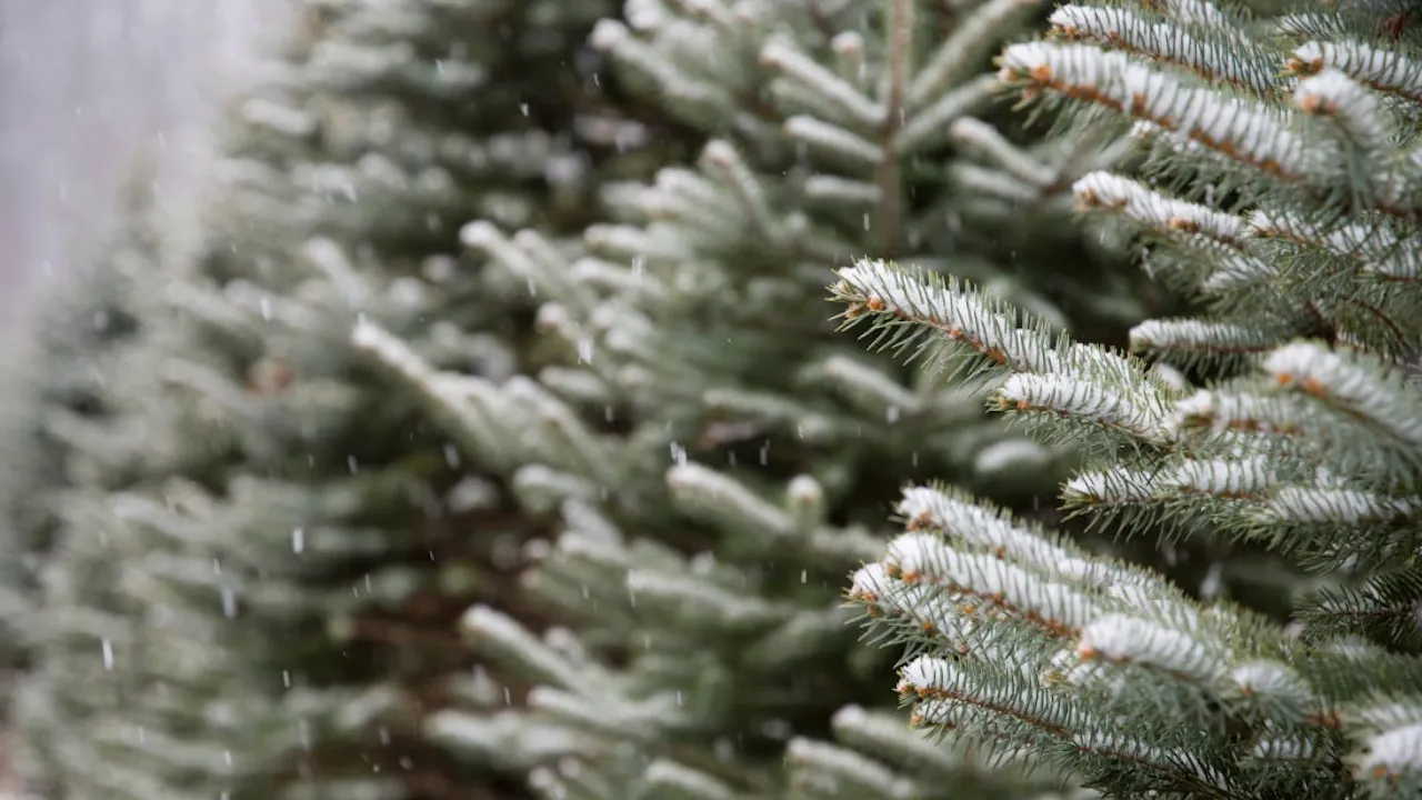 Синоптикиня повідомила, якою буде погода в Україні наприкінці осені 