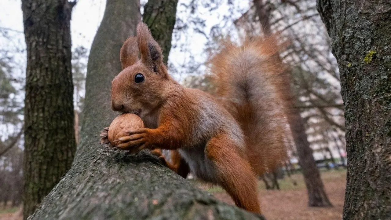 До +11°, дощі та мокрий сніг: яка погода чекає на українців в останні дні осені  