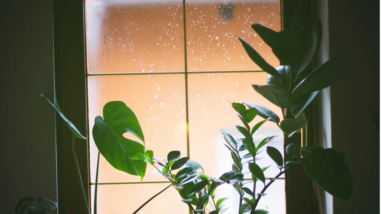 Приберіть ці кімнатні рослини з підвіконня, інакше загинуть 