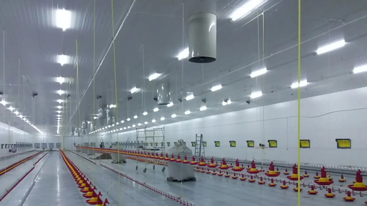 Птахофабрика як перспективний бізнес 