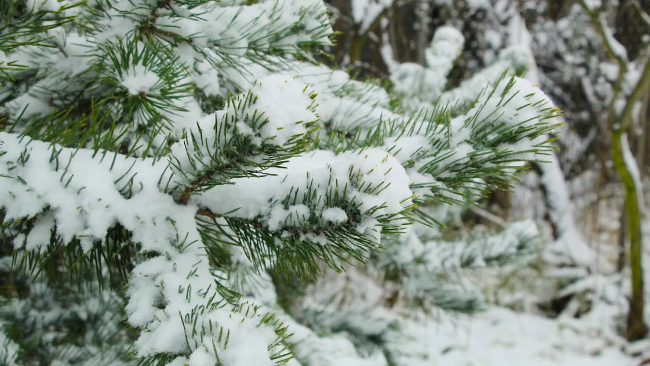 Сніг і дощі накриють більшість областей України: погода на 29 листопада 