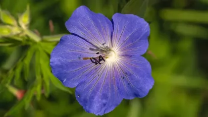 Фіалка цвістиме цілий рік: що потрібно зробити з рослиною - фото