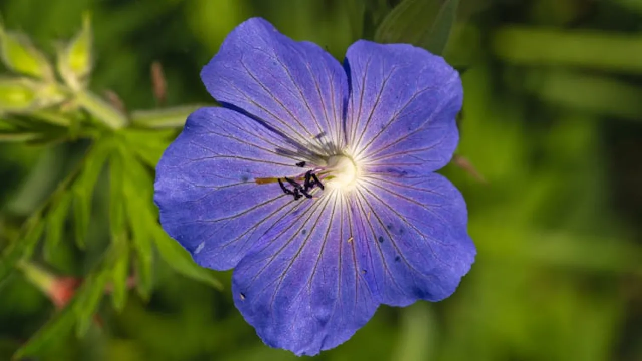 Фіалка цвістиме цілий рік: що потрібно зробити з рослиною 