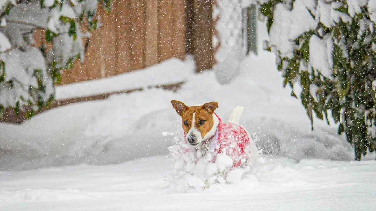 Мокрий сніг та дощ: якою буде погода в Україні у грудні 