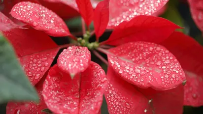 Як змусити цвісти декабрист: що роблять досвідчені квітникарі - фото