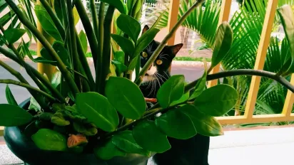 Три прості підживлення для вашого заміокулькаса, які дійсно працюють - фото