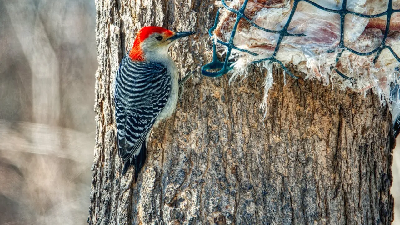 Україну накрив антициклон: що буде з погодою 3 грудня 