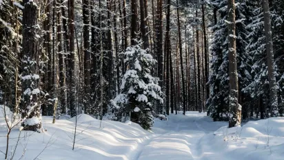 Якою буде погода на початку грудня: прогноз синоптика - фото