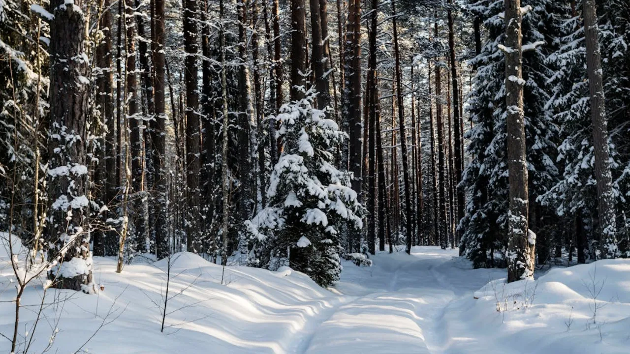 Якою буде погода на початку грудня: прогноз синоптика 