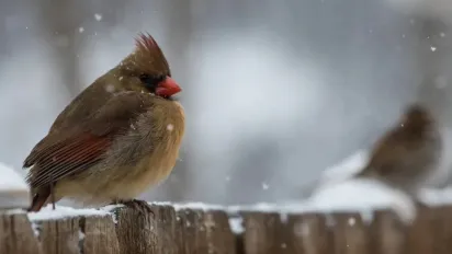Незабаром в Україні стане трохи тепліше: синоптикиня Діденко назвала точні дати - фото