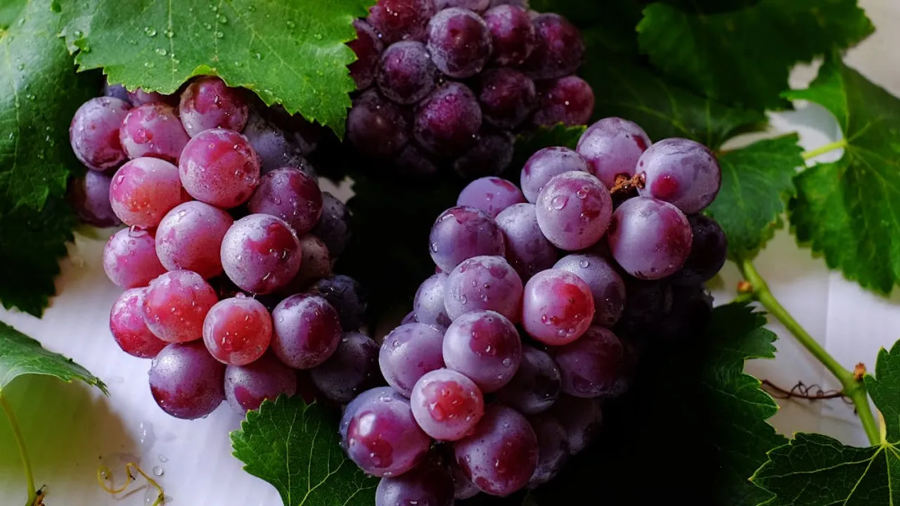 Як і коли вкривати виноград: поради садівників 