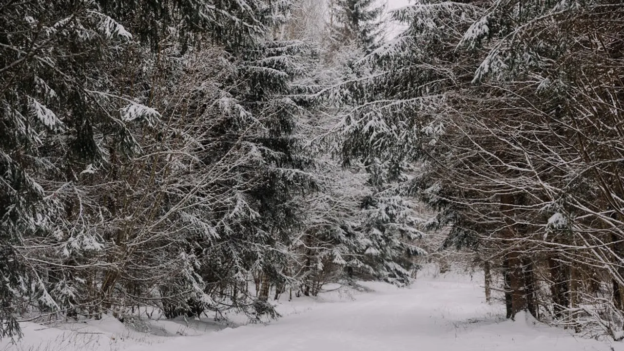 Яке свято 4 грудня 2024: що зробити потрібно жінкам у Варварин день 