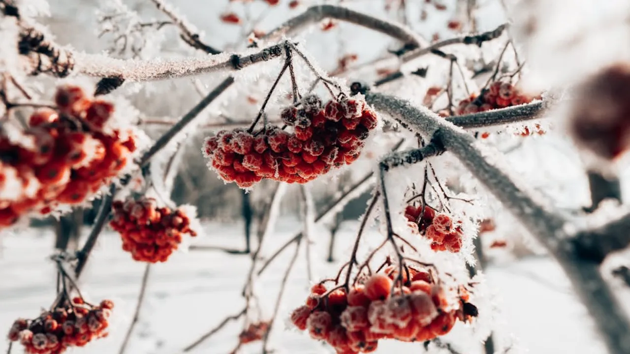 Синоптикиня розказала, як зміниться погода в Україні на День святого Миколая 