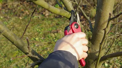 Як правильно зробити обрізку гілок, щоб дерево не захворіло - фото