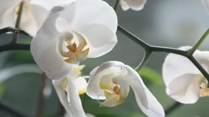 Як доглядати за орхідеєю взимку: важливі поради від експертів - фото