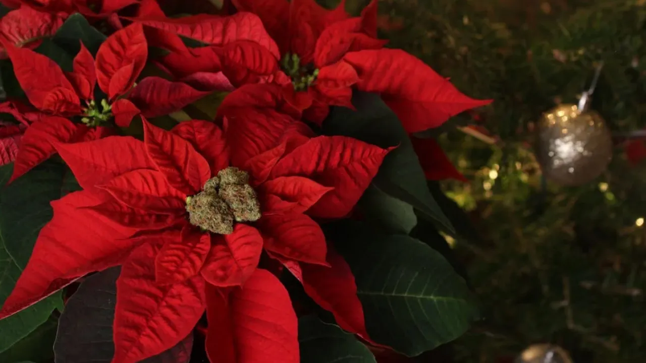 Що зробити, щоб пуансетія зацвіла: поради від експертів 