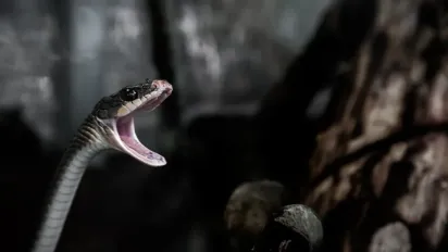 Рік Дерев'яної Змії стане переломним для семи знаків Зодіаку - фото