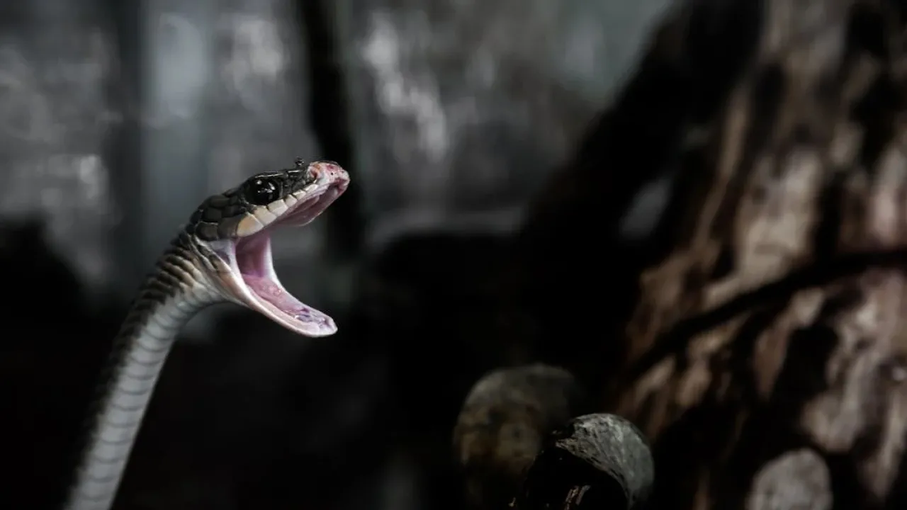 Рік Дерев'яної Змії стане переломним для семи знаків Зодіаку 