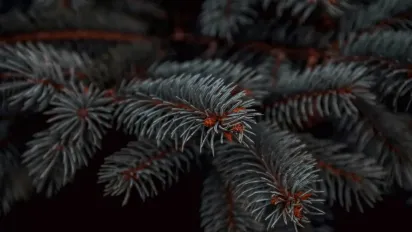 Як підготувати декоративні хвойні дерева та кущі до зими: поради садівникам - фото