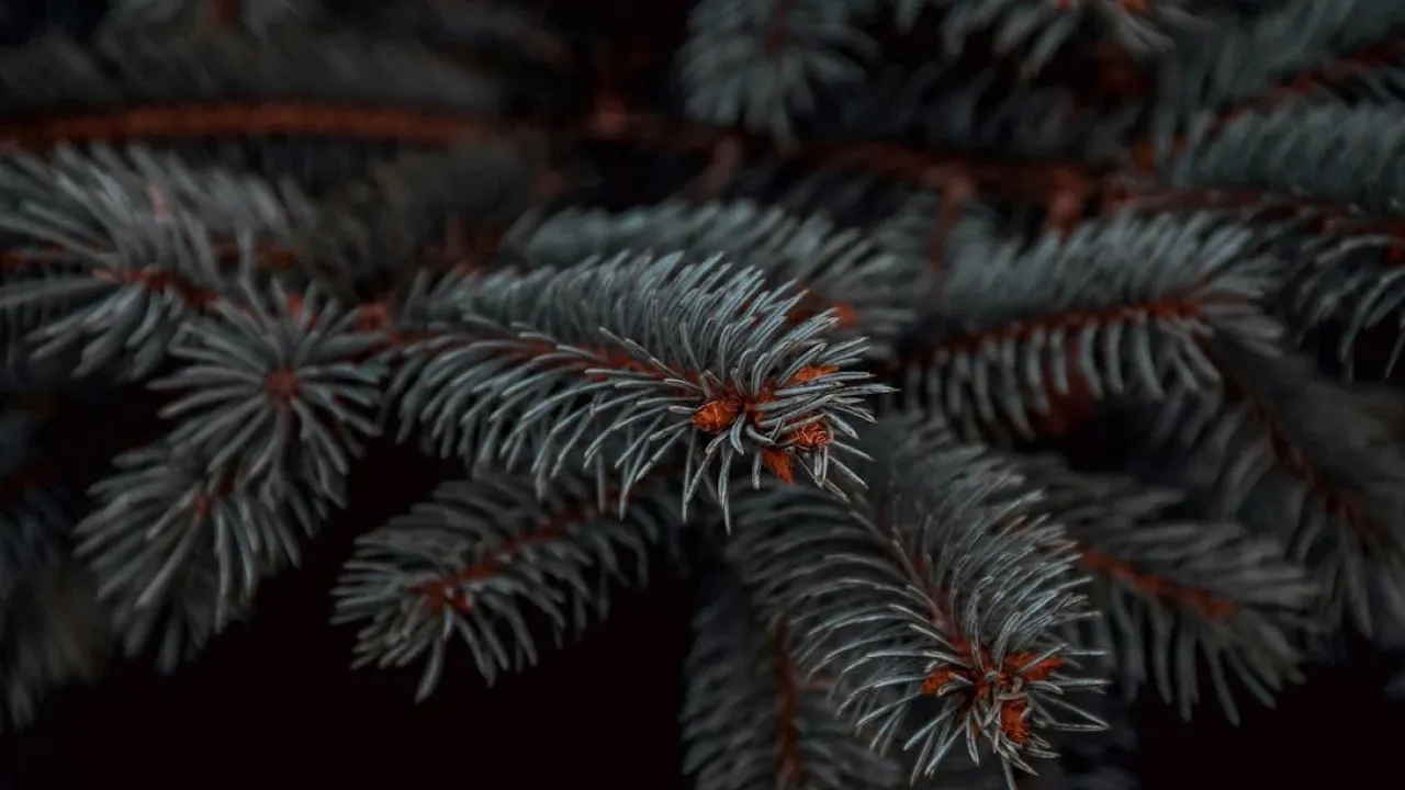 Як підготувати декоративні хвойні дерева та кущі до зими: поради садівникам 