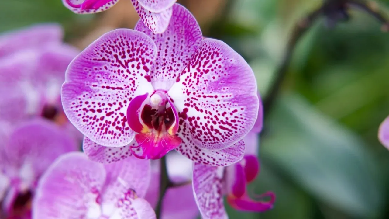 Що люблять орхідеї в домашніх умовах: експертка назвала 4 помилки при догляді за квіткою 