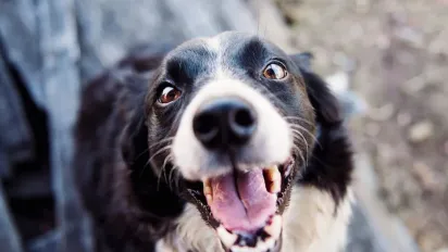 На Рівненщині підліток вбив собаку: поліція розпочала перевірку - фото