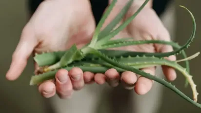 Зрізати забороняється: як правильно збирати листя алое вера - фото