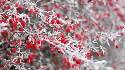 Температура в Україні впаде до -10°: синоптик повідомив, де буде найхолодніше - фото