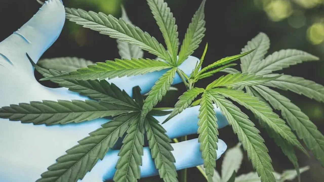 В Україні почнуть виписувати перші рецепти ліків на основі медичного канабісу 