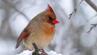 Гороскоп на 12 грудня: що чекає на всі знаки Зодіаку - фото