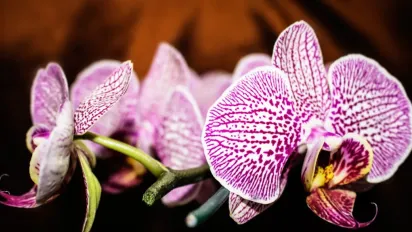 Чи потрібно все ж таки обприскувати орхідеї: доглядаємо за квіткою правильно - фото