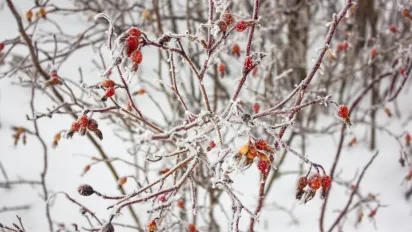 Синоптикиня Діденко повідомила, коли в Україні відчутно похолоднішає - фото