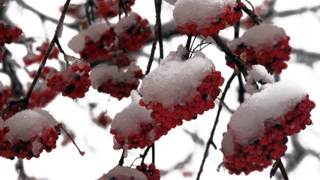 Коли в Україні потеплішає та почнуться опади: прогноз синоптика 