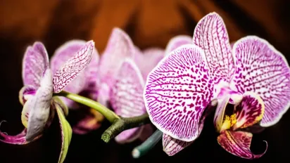 Помилка, від якої орхідеї засихають просто на очах та не цвітуть - фото