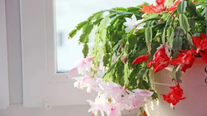 Як поливати декабрист в залежності від сезону: буде пишно квітнути - фото